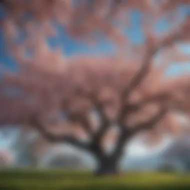 A majestic cherry tree in full bloom, showcasing its vibrant blossoms against a clear blue sky.