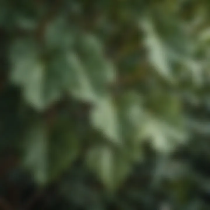 A close-up of fig tree leaves, emphasizing the unique texture and shape.