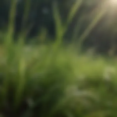 Identifying Grass Diseases and Their Impact Close-up of a grass blade affected by disease