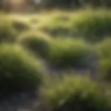 Overexposed grass with sunburnt patches