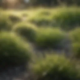 Overexposed grass with sunburnt patches