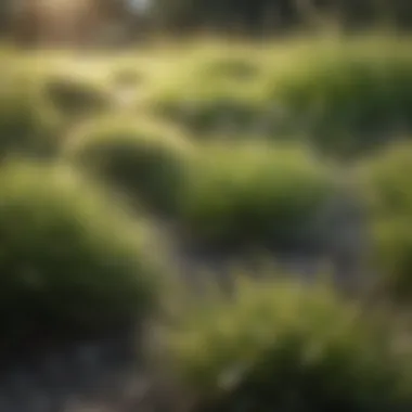 Effects of Excessive Sunlight on Grass Health Overexposed grass with sunburnt patches