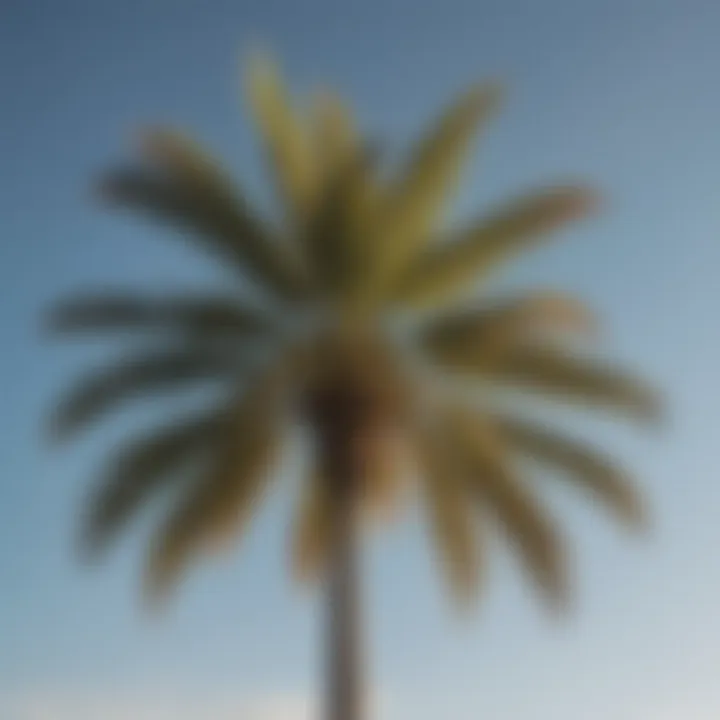 An exotic palm tree standing tall against a clear sky, adding tropical flair.