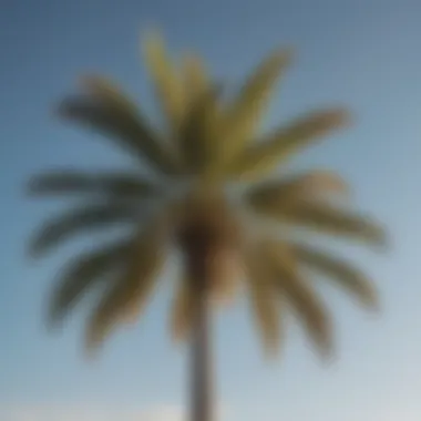 Exotic Palm Tree Against Clear Sky An exotic palm tree standing tall against a clear sky, adding tropical flair.