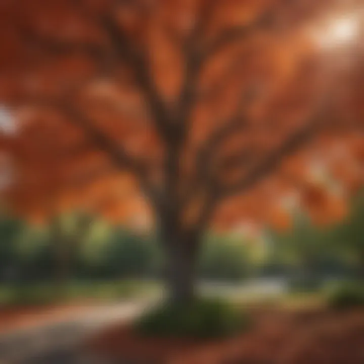 Vibrant foliage of a fast-growing shade tree in full bloom