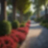 Vibrant front yard with fast growing trees