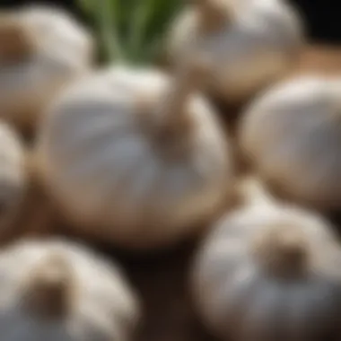 Signs of Garlic Spoilage Close-up of garlic showing signs of spoilage