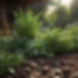 A vibrant selection of fresh herbs in a garden