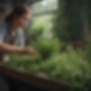 Harvesting fresh herbs with care and precision
