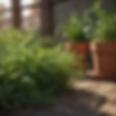 An array of herbs thriving in a sunny outdoor space