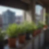 A vibrant herb garden in pots on a balcony