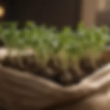 Close-up of potato sprouts in a bag