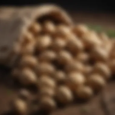 Healthy potatoes harvested from a potato bag