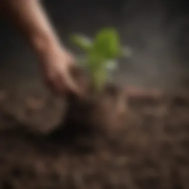 Close-up of rich, well-drained soil for rhubarb