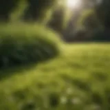 Lush green lawn thriving in sunlight