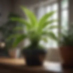 Vibrant indoor plant receiving water