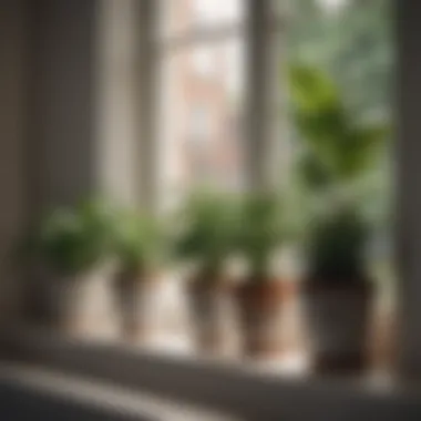 A collection of fragrant indoor plants arranged on a windowsill.