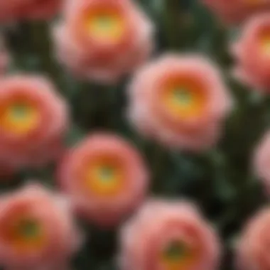 Close-up of healthy ranunculus bulbs ready for planting