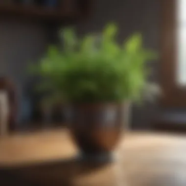 Fresh Herbs for Enhancing Home Fragrance Fresh herbs for enhancing home fragrance