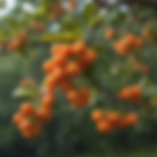 A close-up of vibrant orange berries on a tree branch.