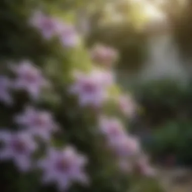 Clematis Enhancing a Landscape A beautifully landscaped garden featuring clematis