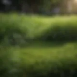 A lush green lawn showcasing different grass species