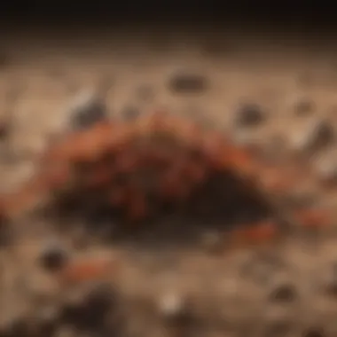 Fire Ant Mound Activity Close-up view of fire ants on a mound