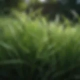 Close-up of lush green grass blades