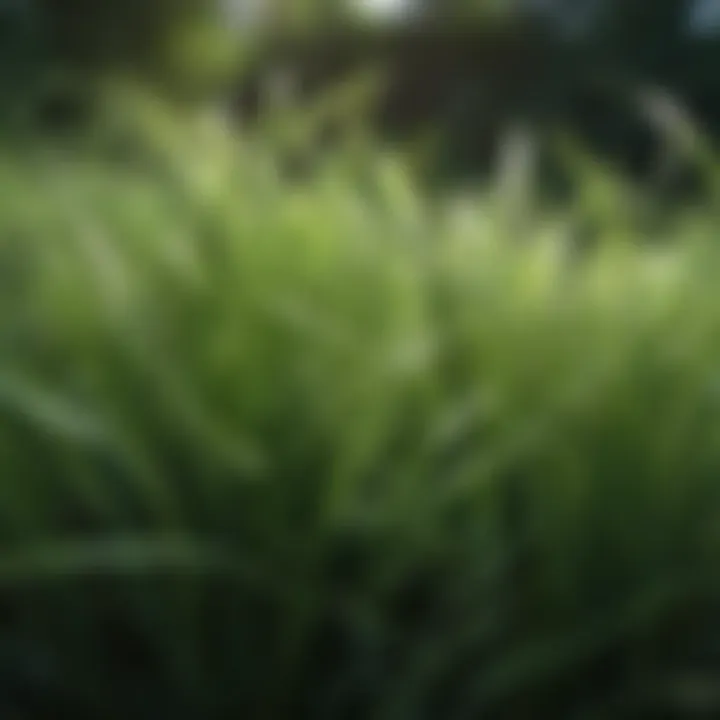 Close-up of lush green grass blades