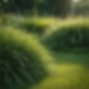 Diverse Grass Varieties in a Vibrant Lawn A lush green lawn showcasing various grass types
