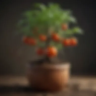 Healthy Root Development in Tomato Pots Roots of a tomato plant thriving in a well-sized pot