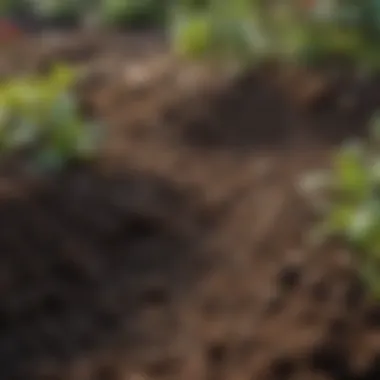 Rich Textured Soil for Raised Beds Close-up view of rich, textured soil with organic materials