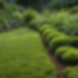 Healthy lawn with vibrant green grass