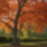 Healthy maple tree foliage in spring