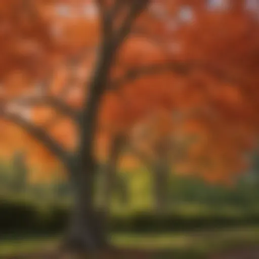 Healthy maple tree foliage in spring