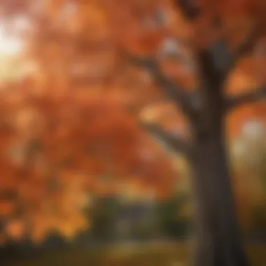 Maple tree showing seasonal changes in foliage