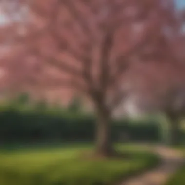 A vibrant weeping cherry tree in full bloom