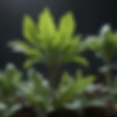 Close-up of a vegetable plant treated with a natural insecticide