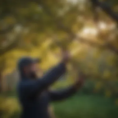 A gardener pruning a plum tree for optimal growth.