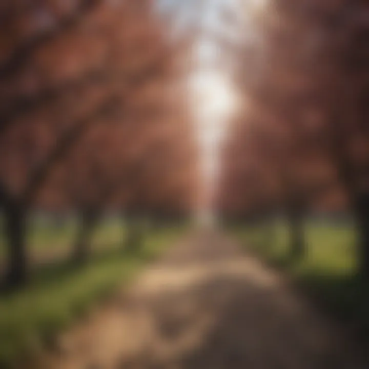 A thriving orchard filled with various plum trees.