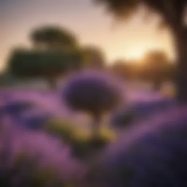 Vibrant Lavender Blooms Lavender tree in full bloom showcasing vibrant purple flowers