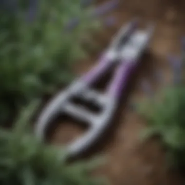 Close-up of pruning shears resting on healthy lavender foliage