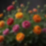 Vibrant Ranunculus Michigan blooms in a natural setting.