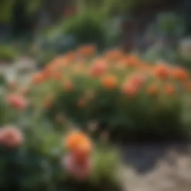 Garden layout featuring Ranunculus Michigan as a focal point.