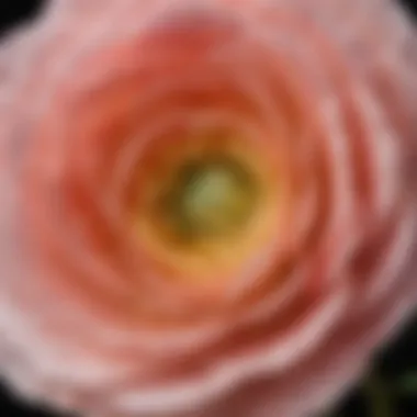 Close-up view of the unique petals of Ranunculus Michigan.