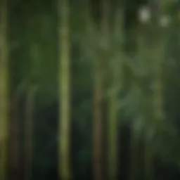 Close-up of bamboo leaves showing signs of distress