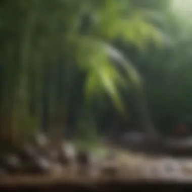 Proper Watering Techniques for Healthy Bamboo Watering a bamboo plant with precision