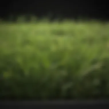 Variety of grass seeds in a container