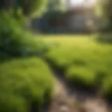 Lush green lawn under summer sunlight
