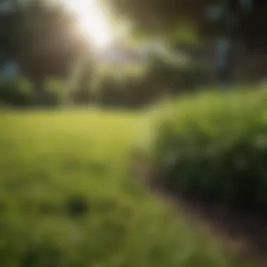 Healthy lawn showcasing maintenance techniques